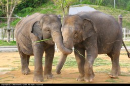 沖縄こどもの国　インドゾウ琉人＆琉花