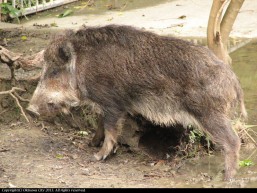 沖縄こどもの国　リュウキュウイノシシ