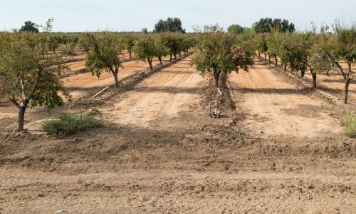 A plum orchid planted in dry soil as a result of drought. 