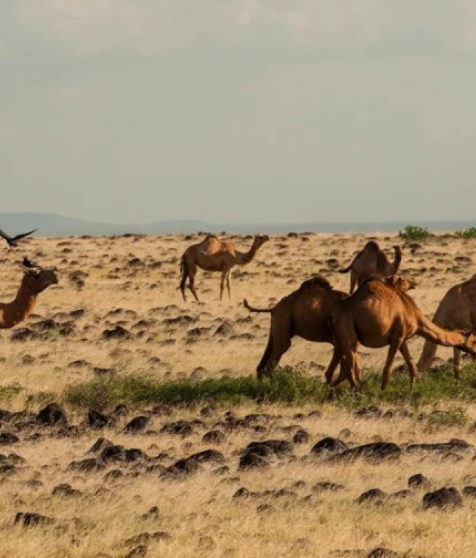 Explore Somalia’s magnificent attractions with Freedom Airline