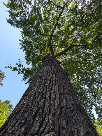 Mit dem Google Pixel 9 Pro XL aufgenommenes Foto bei Tag