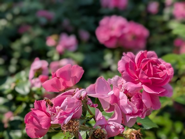 Mit dem Google Pixel 9 Pro XL aufgenommenes Porträt-Foto