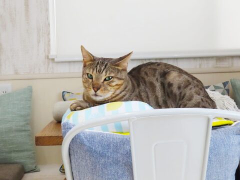 29652663_m-480x360 【悲報】ワイ借金200マンおじさん、ついにヤクザに猫を飼わされる