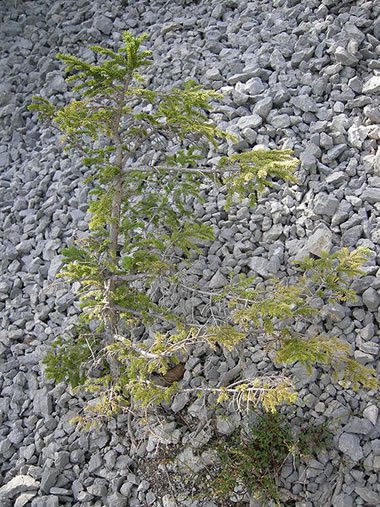 Quartzite scree