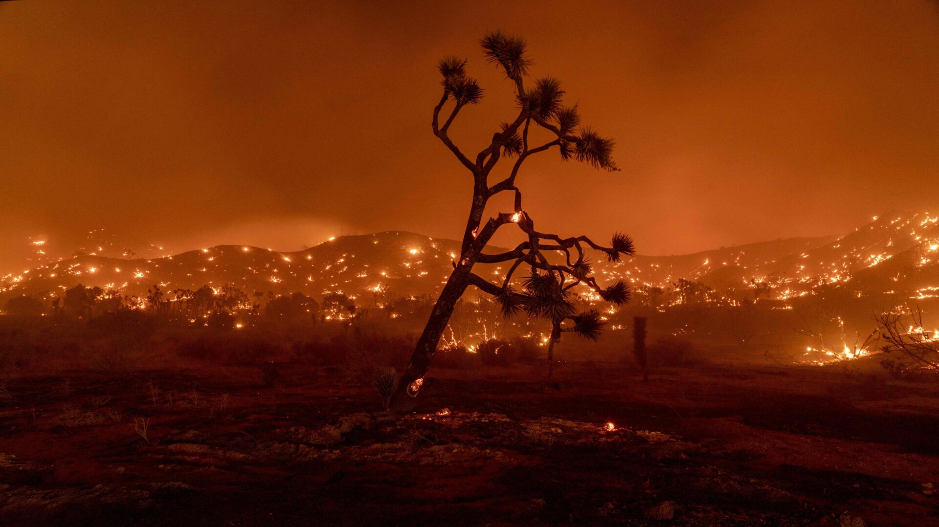 Photo: Kyle Grillot/AFP