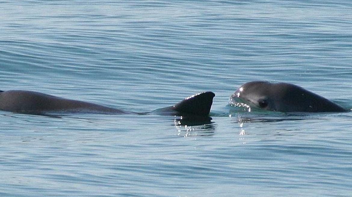 The vaquita is a critically endangered porpoise species.