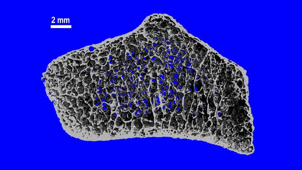 Image: L. Gabel et al., 2022