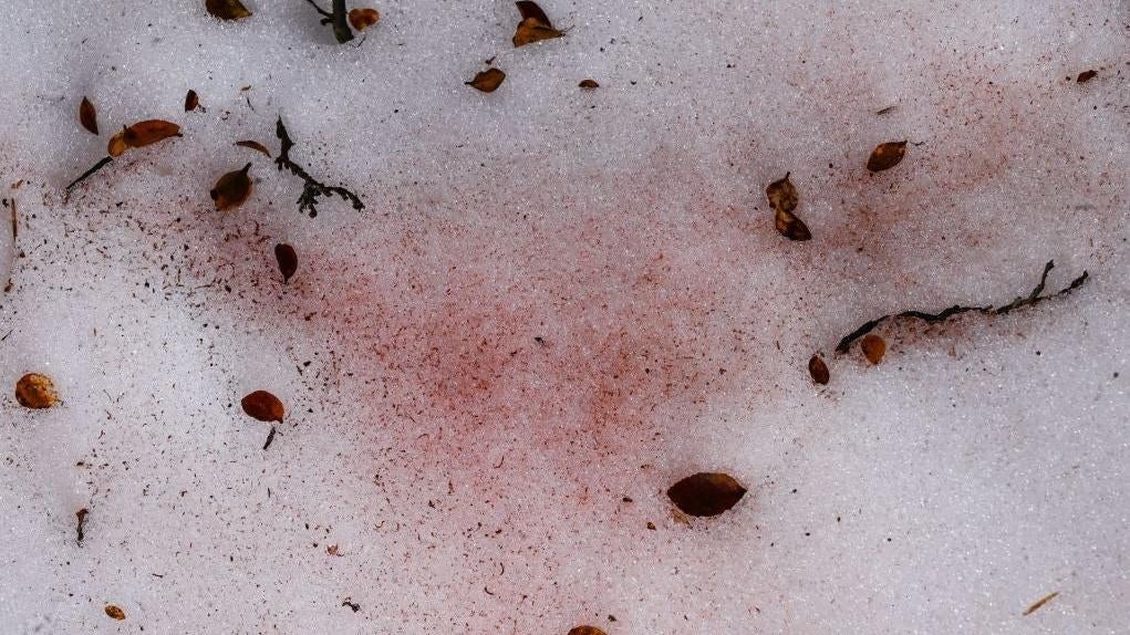 Algae or “glacier blood” on the snow near Villar-d’Arene in the French Alps in 2021.