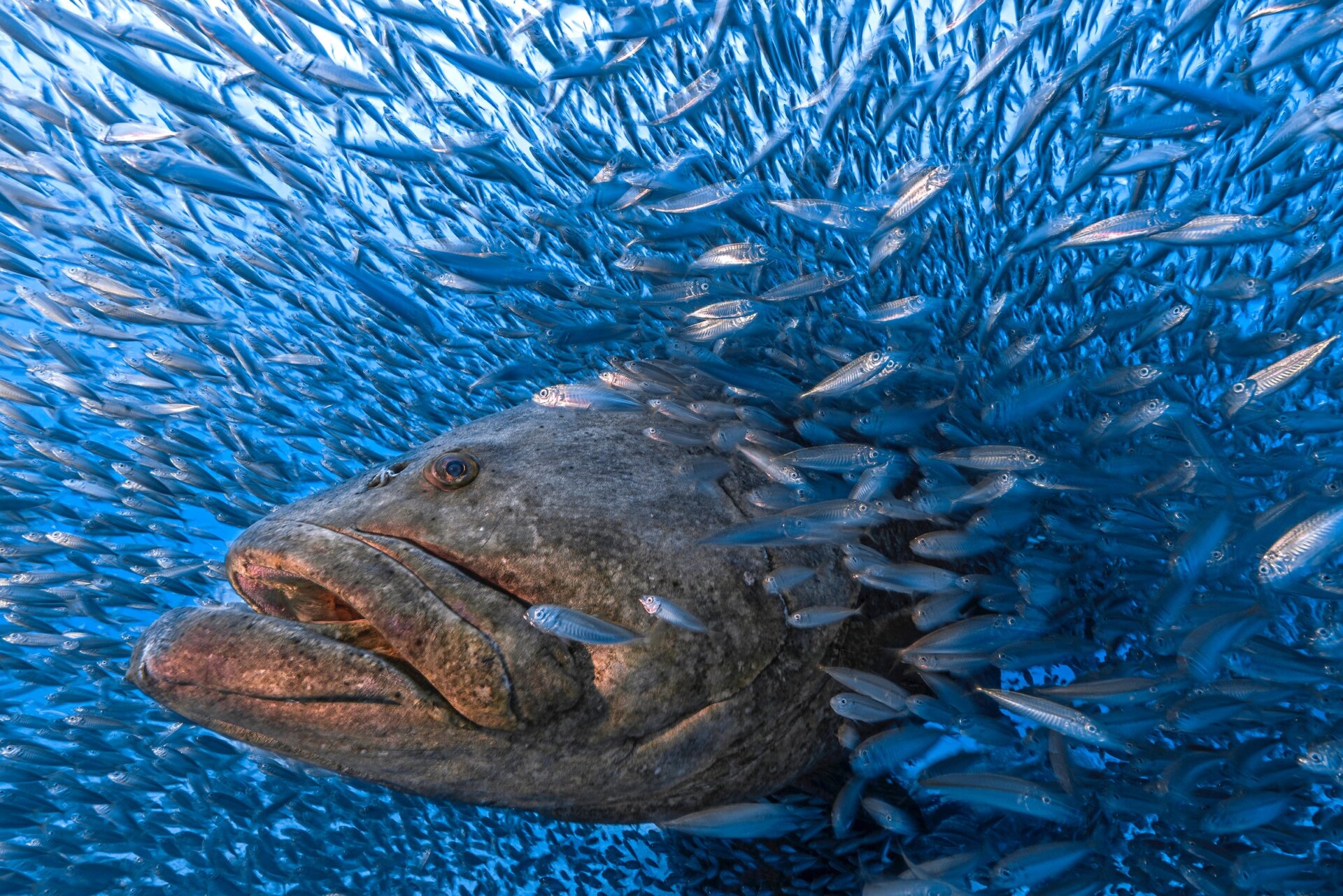 Photo: Tom Shlesinger / BigPicture Natural World Photography Competition