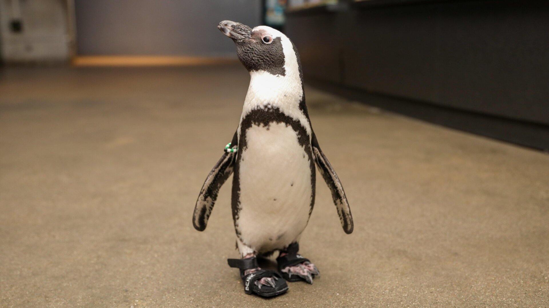 Photo: Vanessa Kahn (New England Aquarium)