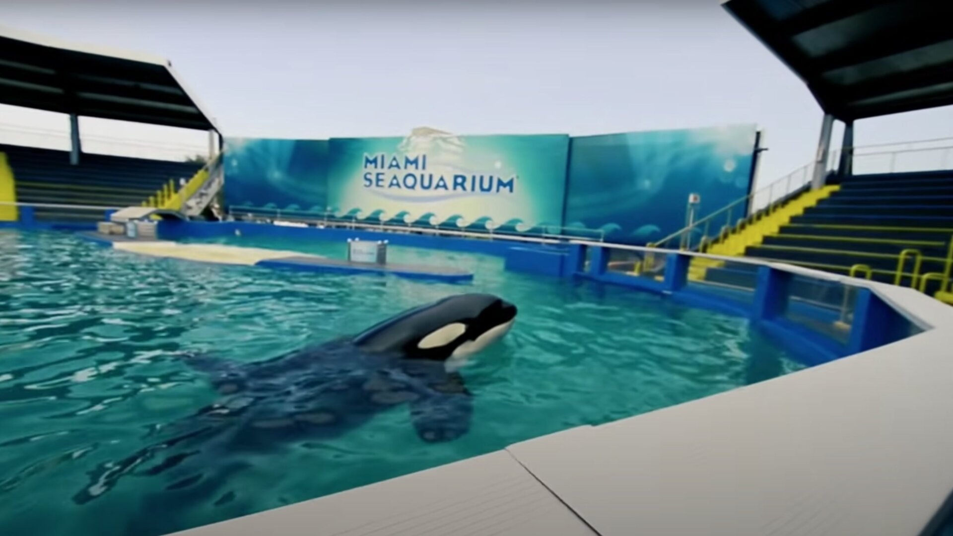 Lolita, pictured in the tank where she has been kept for decades, in a 2013 documentary.