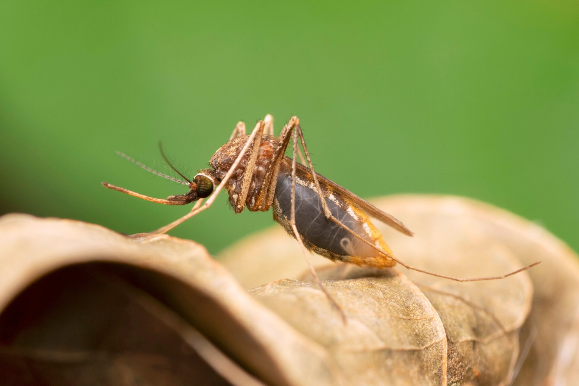 An Anopheles gambiae mosquito. 