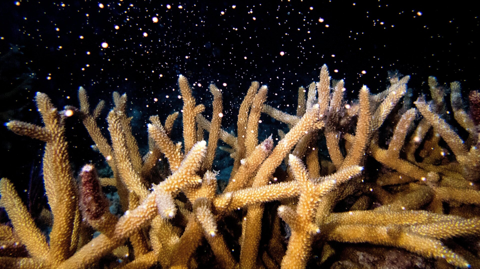 Photo: Liv Williamson/University of Miami Rosenstiel School of Marine, Atmospheric, and Earth Science