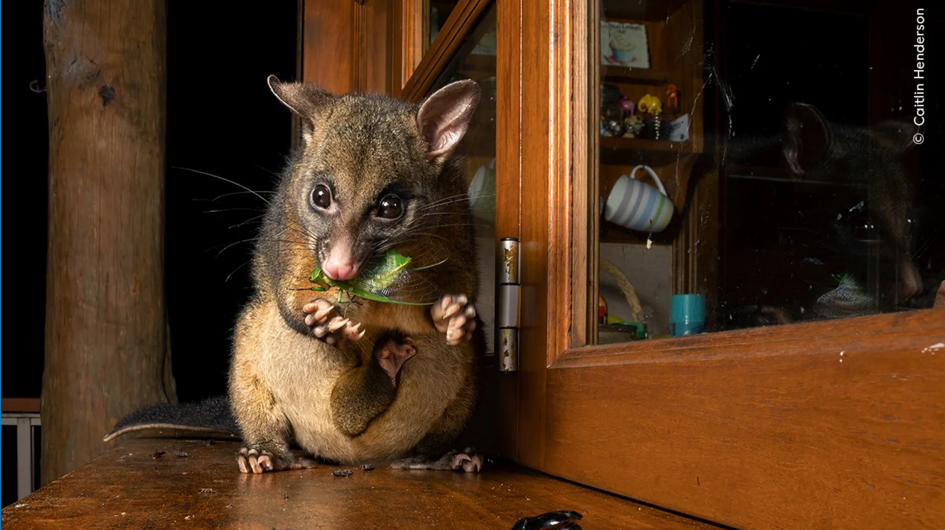 Photo: © Caitlin Henderson, Wildlife Photographer of the Year