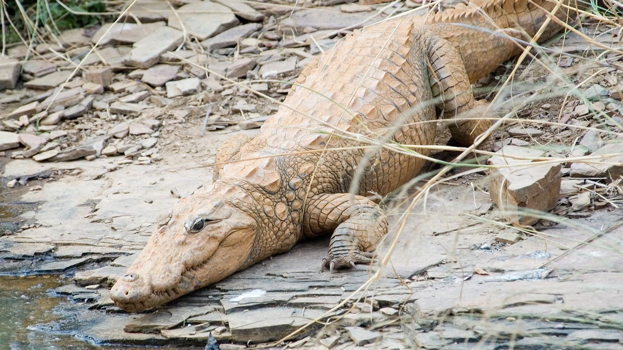 A mugger crocodile