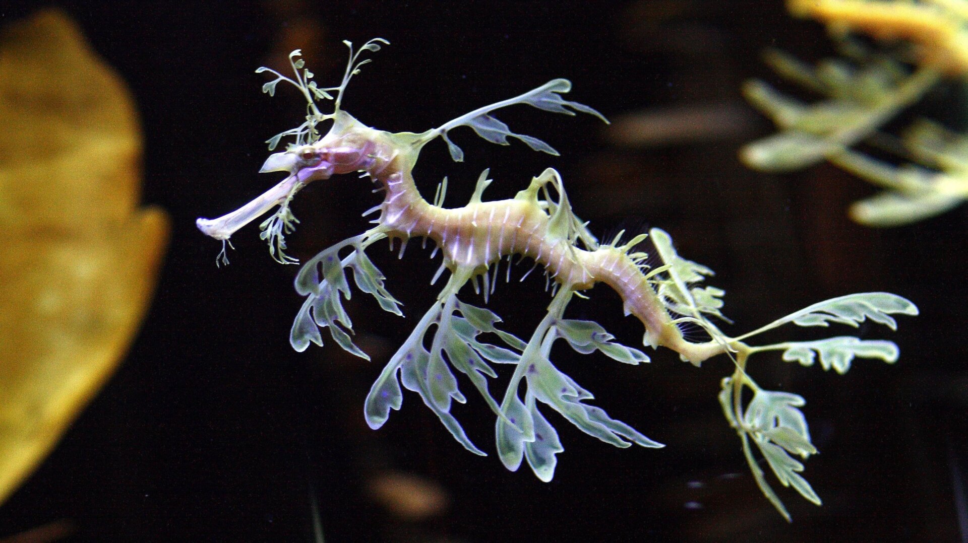 A leafy sea dragon at the Shedd Aquarium in Chicago, Illinois.