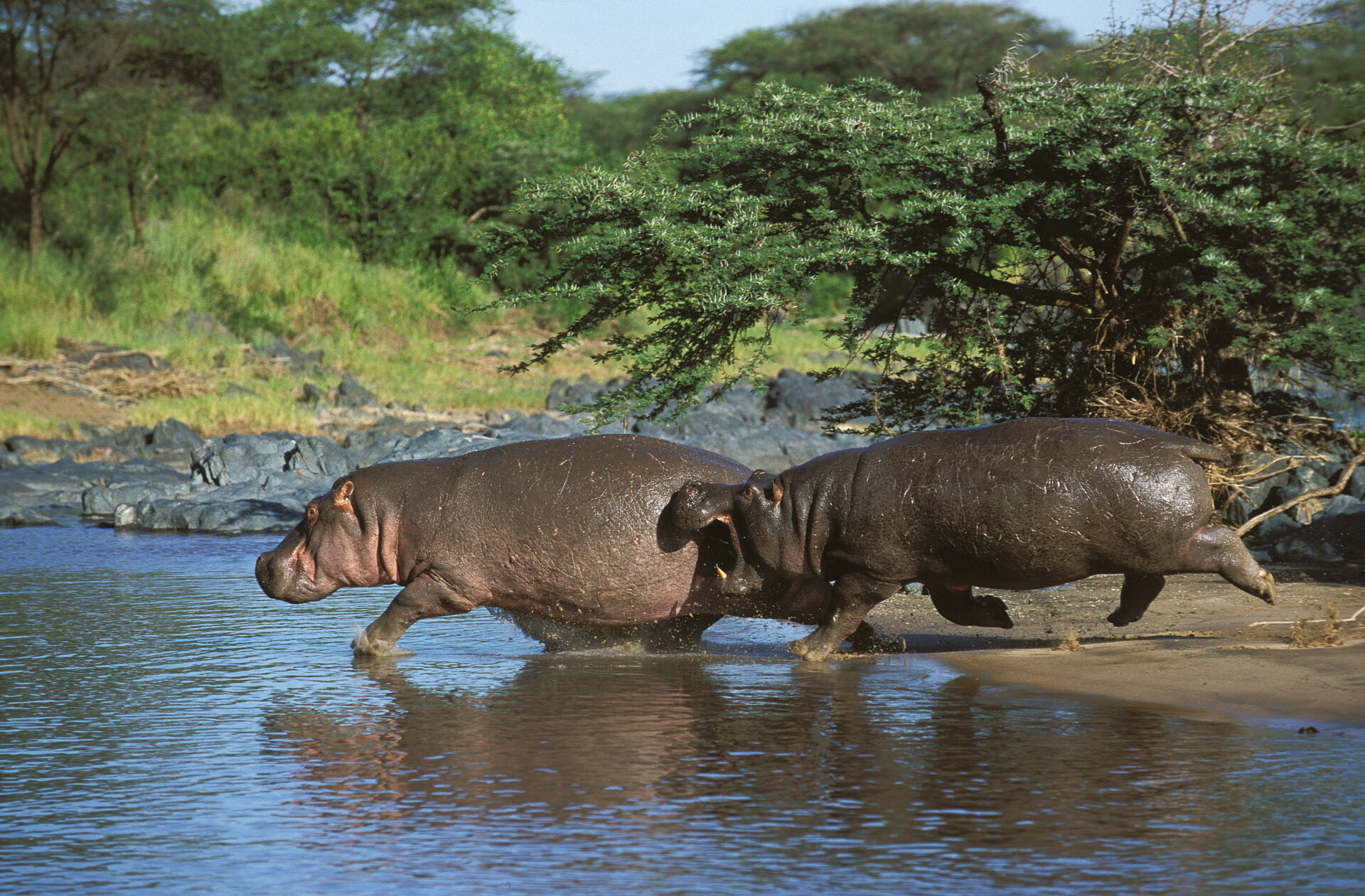 Adult hippos entering the water in Kenya's Maasai Mara park.