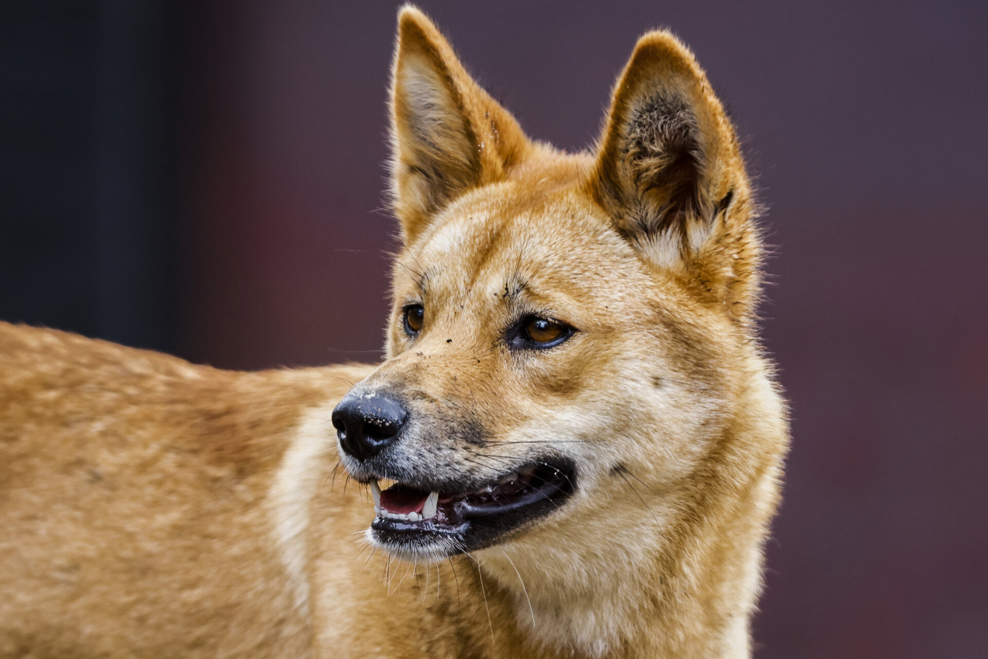 Dingos found to have little domestic dog DNA