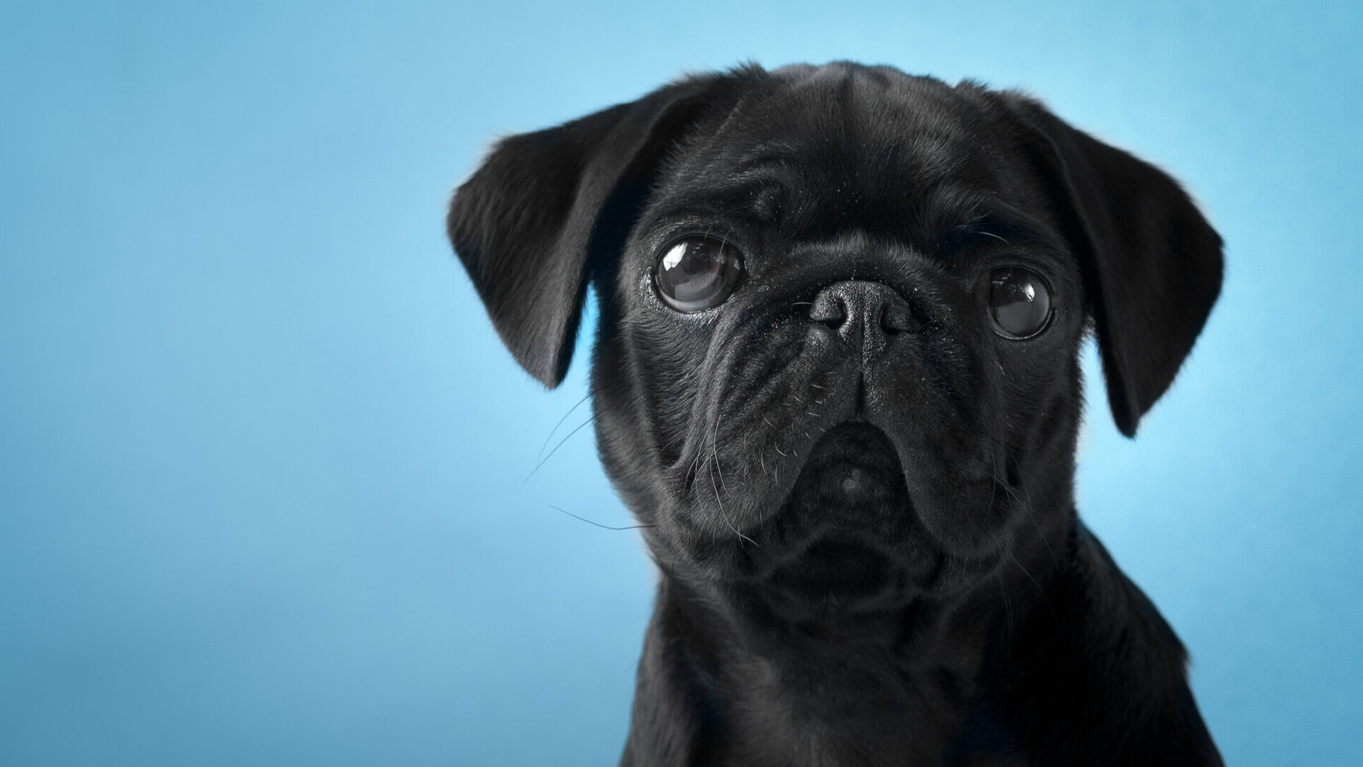 Close up portrait Of a pug dog against a blue background.