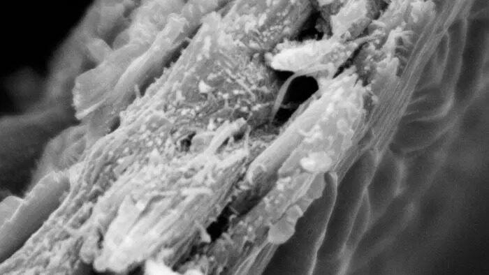 An image of the macrofibril structures of a Tulip Tree seen under an electron microscope.