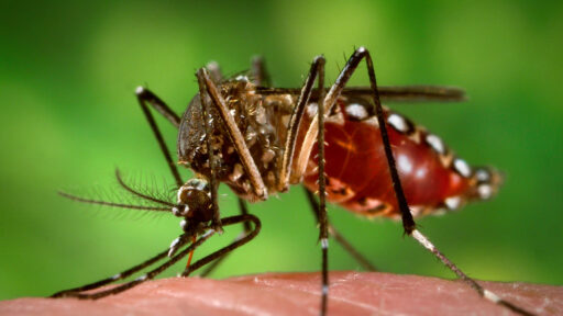 Site Why Do Why Do Mosquitoes Love You? Love You