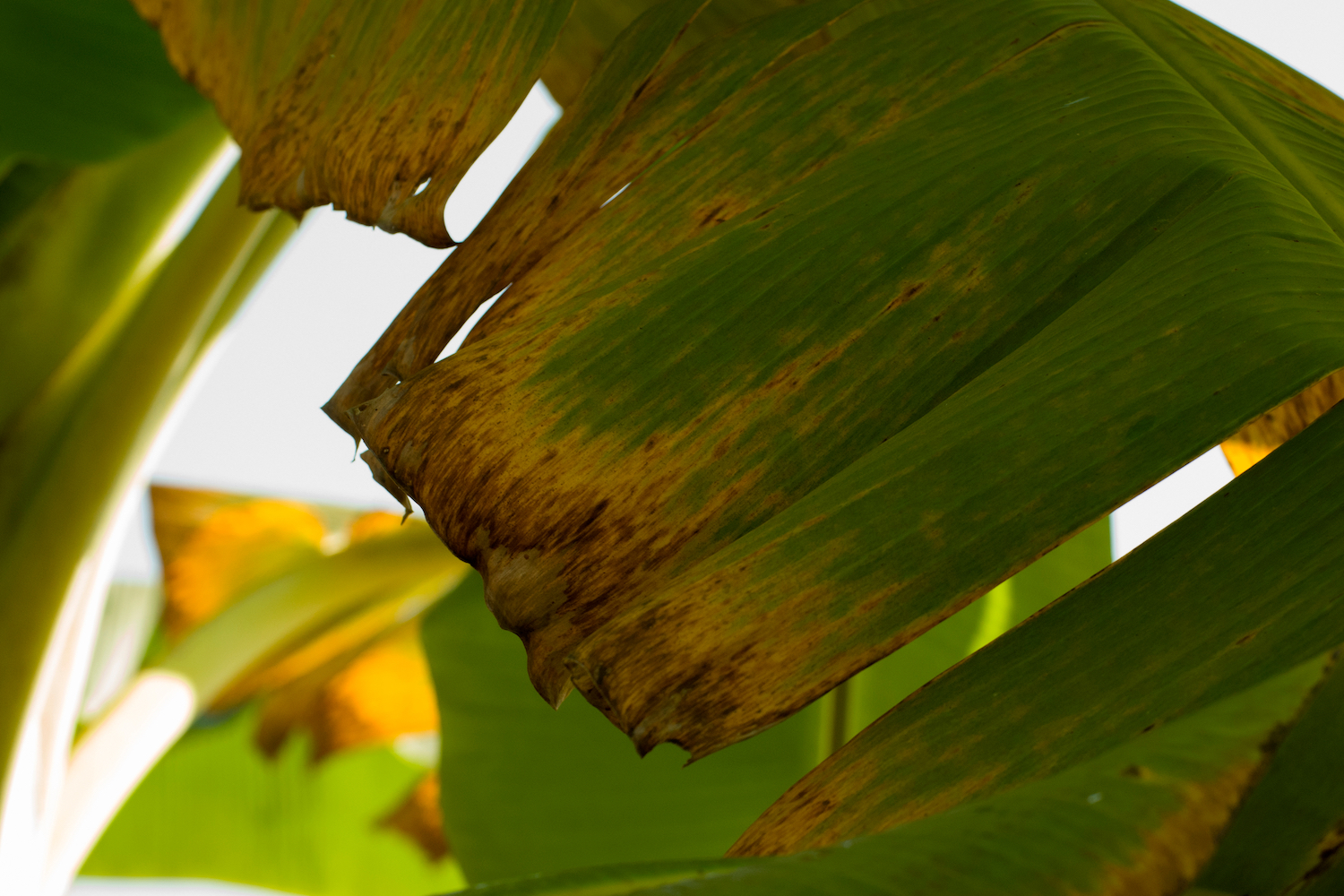 Image of a banana plant showing early symptoms of Panama disease.