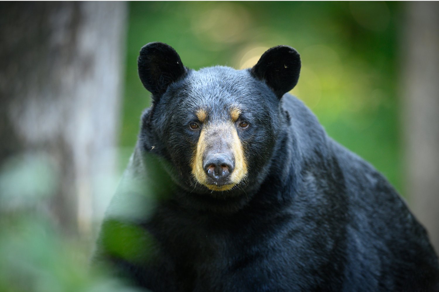 A black bear.