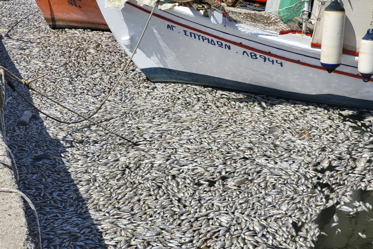 Image of dead fish floating in Greek waters