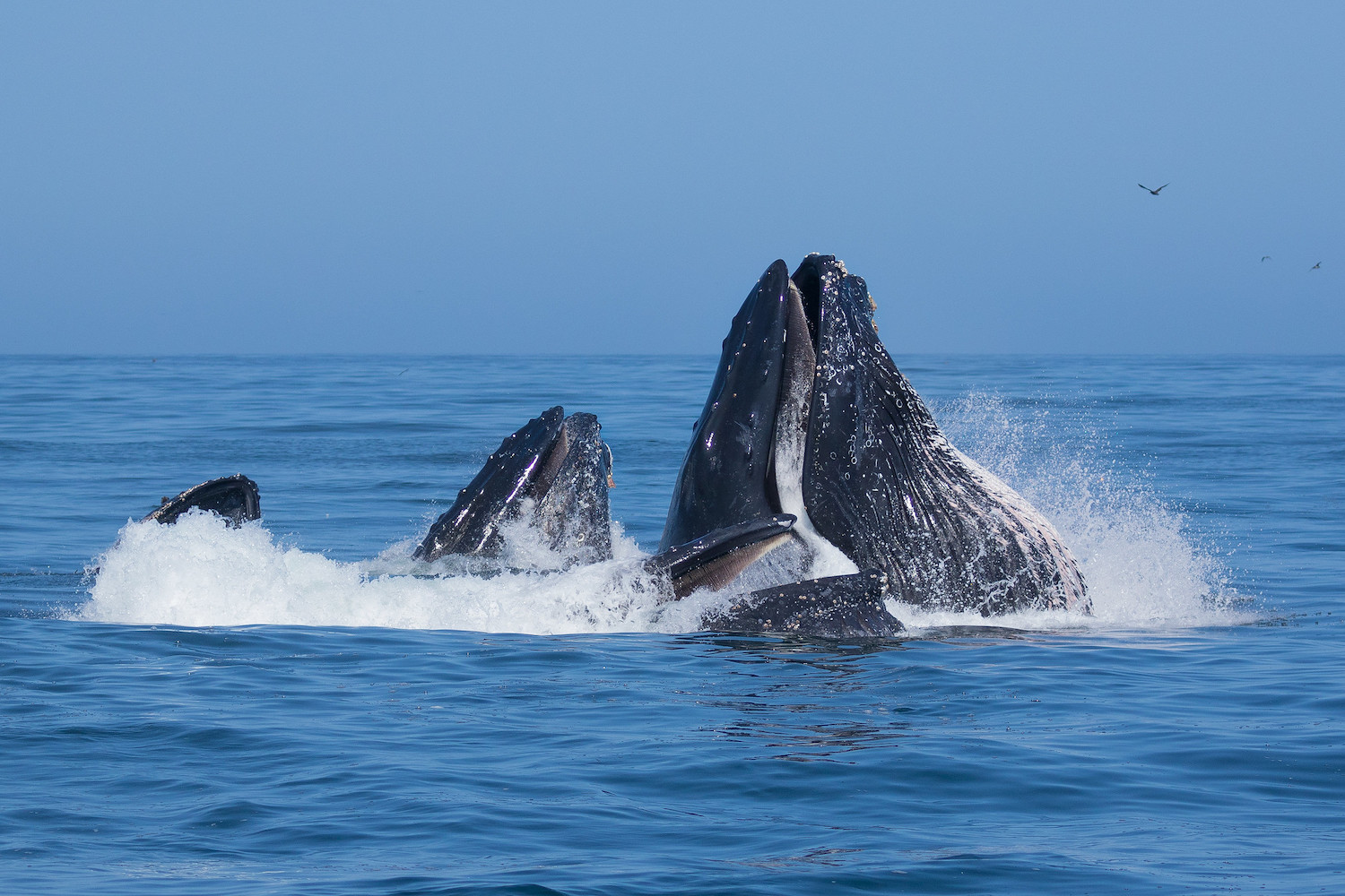 Photo of humpback whales lunging out of the ocean