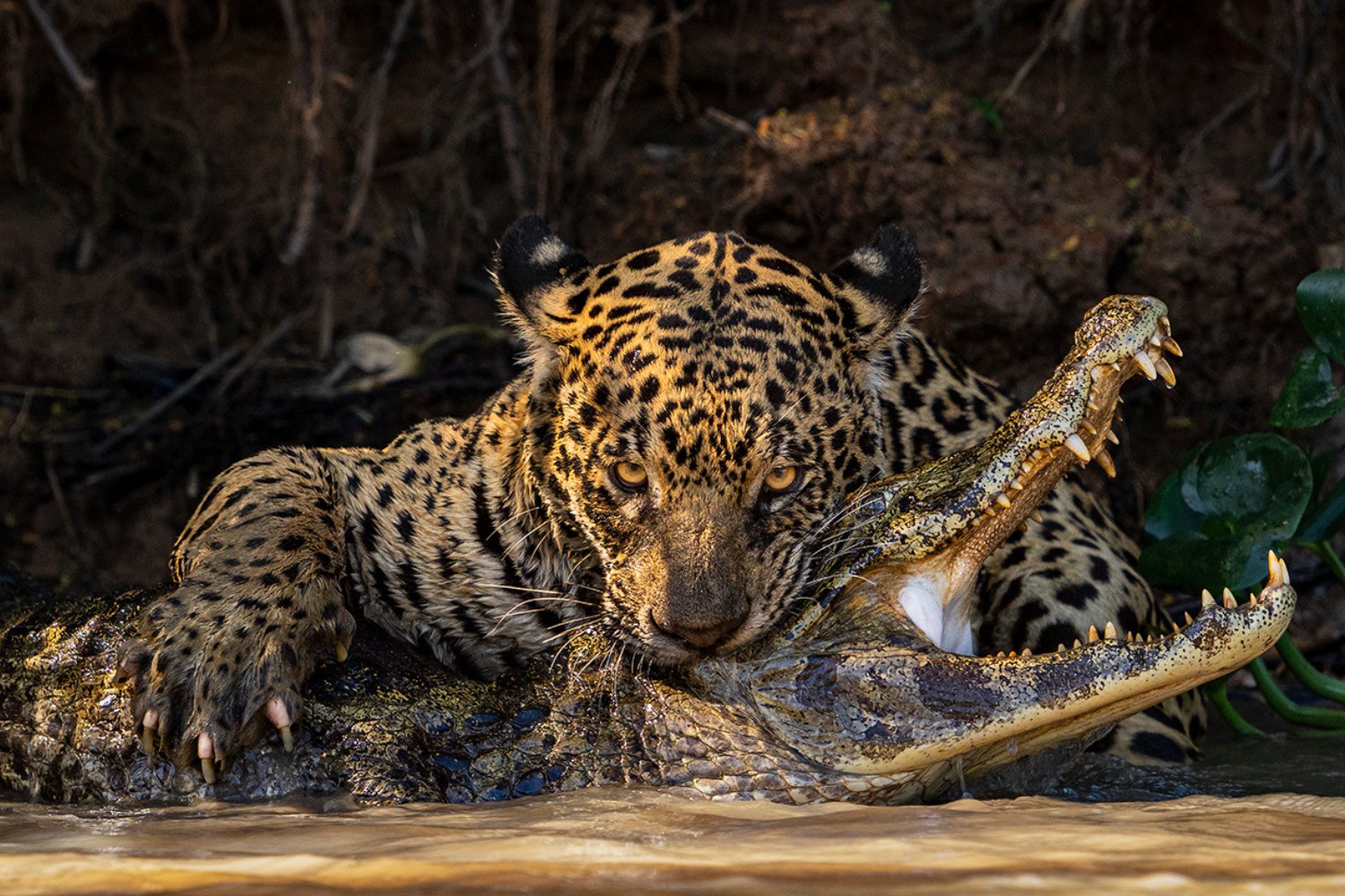 A jaguar fatally bites a caiman in a dramatic photo.