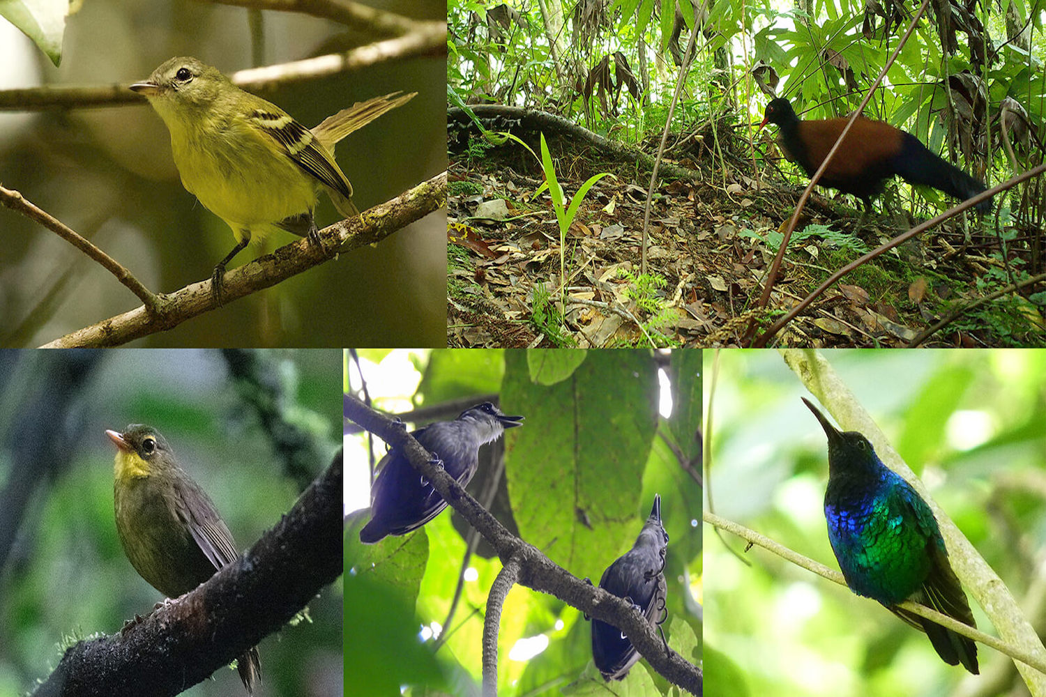 Pictures of several lost bird species