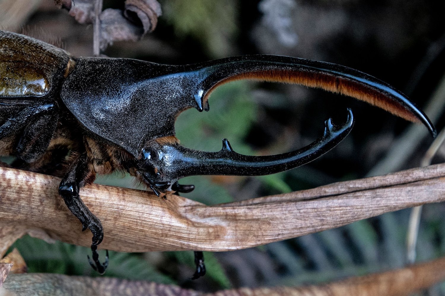 An up-close look at a Hercules beetle, a type of rhinoceros beetle