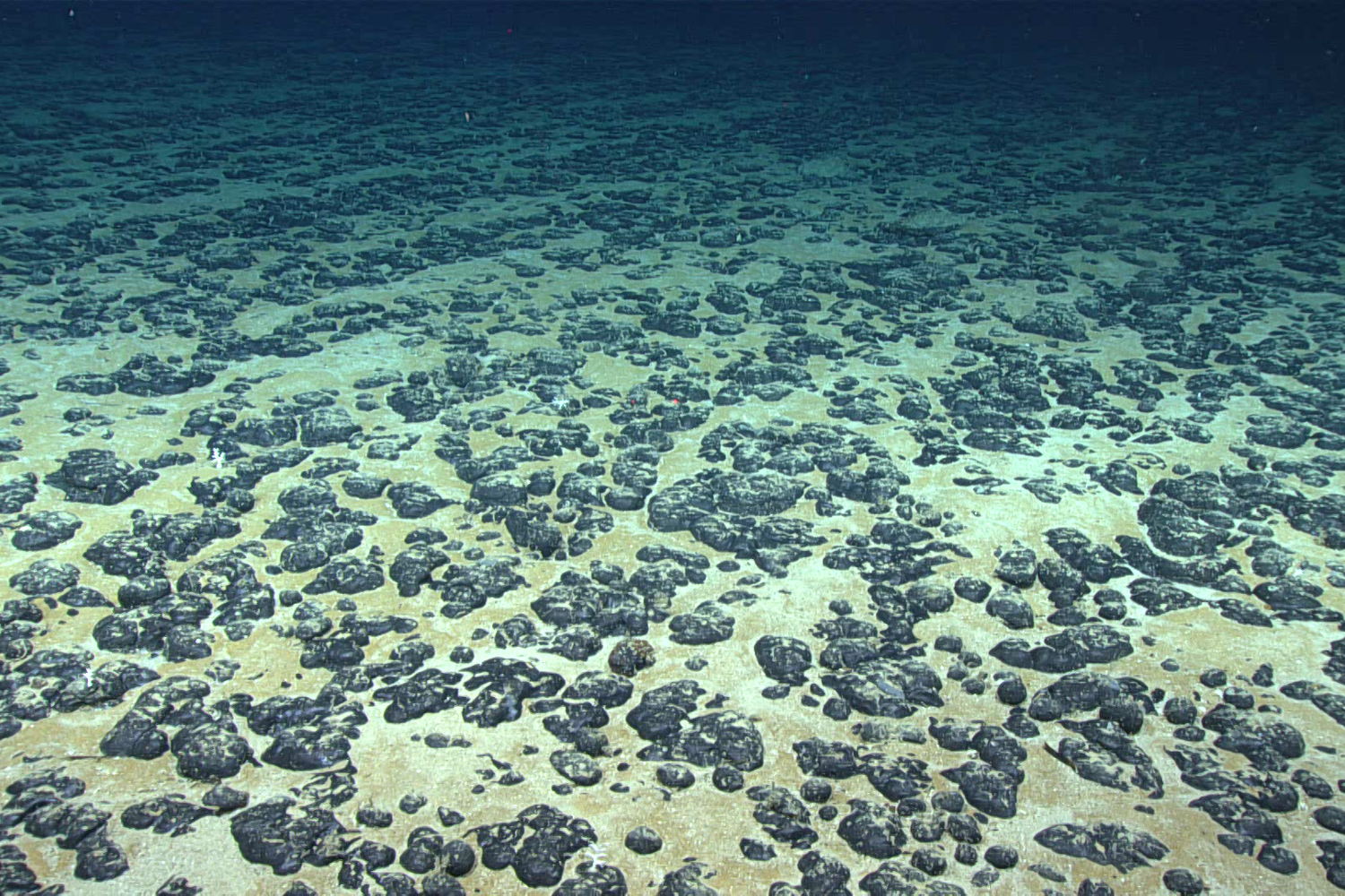 Most of the seafloor observed during Dive 07 of the 2019 Southeastern U.S. Exploration was covered with manganese nodules, first tested nearly 50 years ago by Deep Sea Ventures.