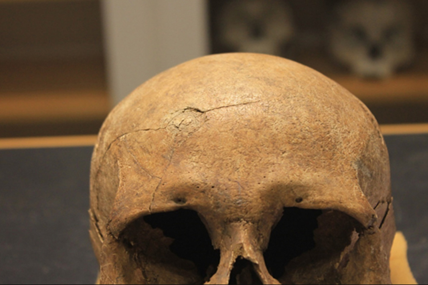 Image of a Viking skull displaying signs of blunt force trauma