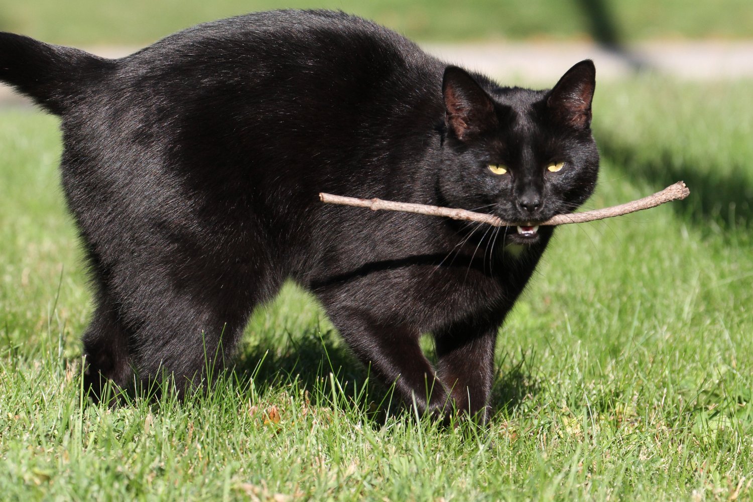 Cat With Stick