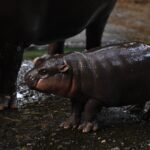 Moo Deng, the Pygmy Hippo