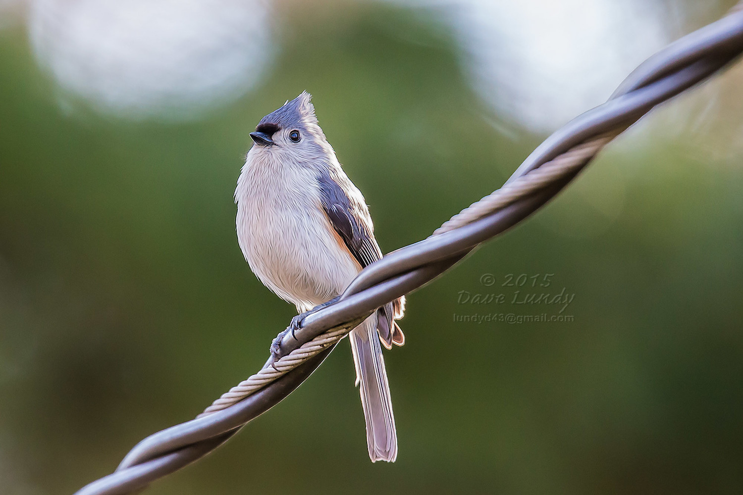 Photo of a bird sitting on a power line