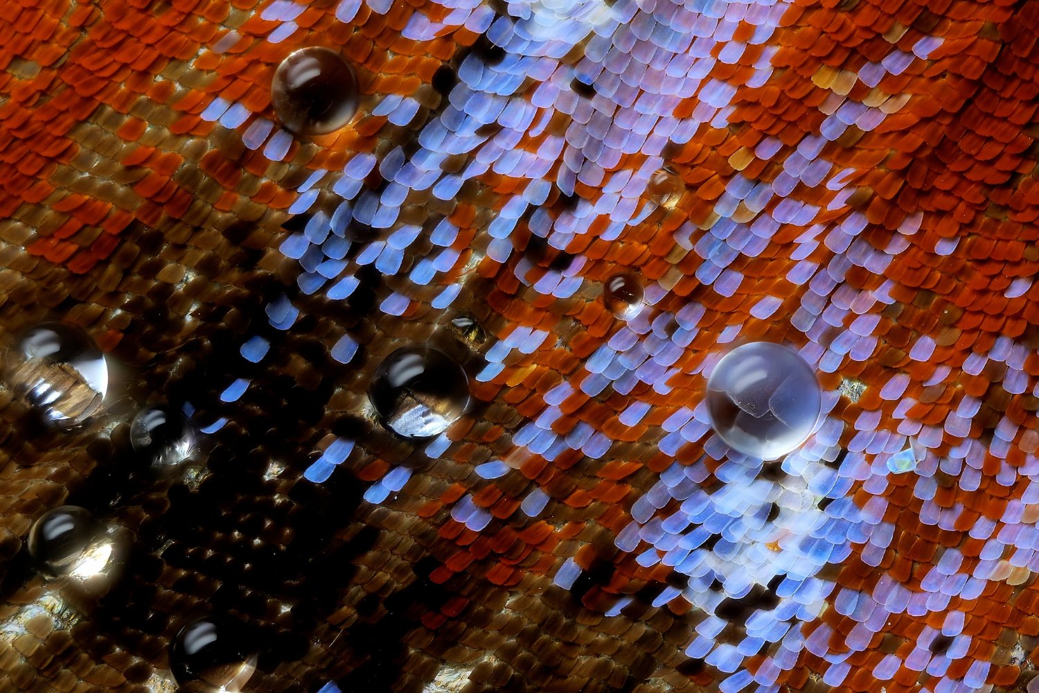 Water droplets on the wing scales of a butterfly. Image: Jay McClellan