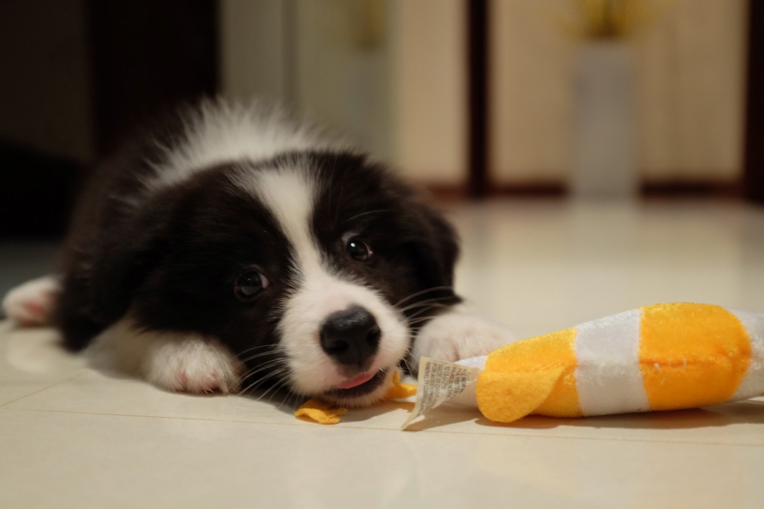 Image of a dog lying next to a toy fish