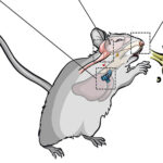 Drawing of a mouse sneezing