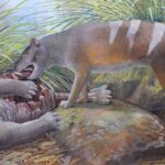 The Oligocene carnivore B. timfaulkneri scavenging a wombat-like marsupial.