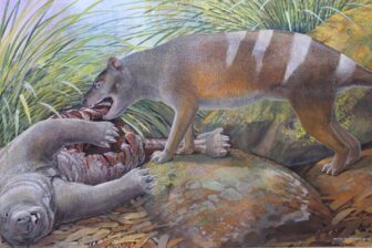 The Oligocene carnivore B. timfaulkneri scavenging a wombat-like marsupial.