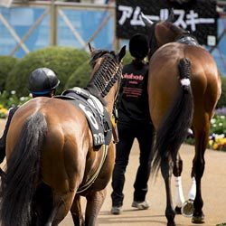 逆説の競馬予想