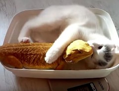 子猫、トカゲLOVE！　じゃれてる動画が可愛い♡