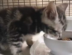 がつがつご飯を食べていた猫　おいしすぎて思わず出た鳴き声がかわいすぎた