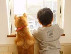 ２歳の娘が叱られているのを見て、柴犬がとった行動とは