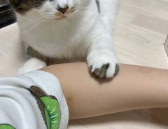 飼い主のご飯を狙う猫　腕でガードされ、悲しそうな表情に…！