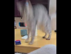 飼い主「飛びすぎじゃない？」　ビックリしすぎた猫に「めっちゃ笑った」「猫あるある」