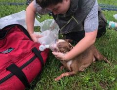 「まぎれもなくヒーローだ」　３匹の子犬の命を救ったAmazon配達員に称賛の声