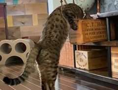 バレていないと思っている猫　３秒後のリアクションに吹き出す